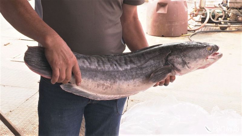 全面入侵 魚虎如何成為台灣生態殺手