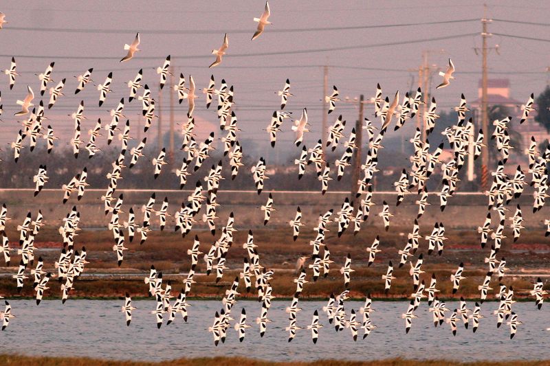 中華鳥會：農地濕地蓋電廠？ 別讓綠能開發謀殺了生態！