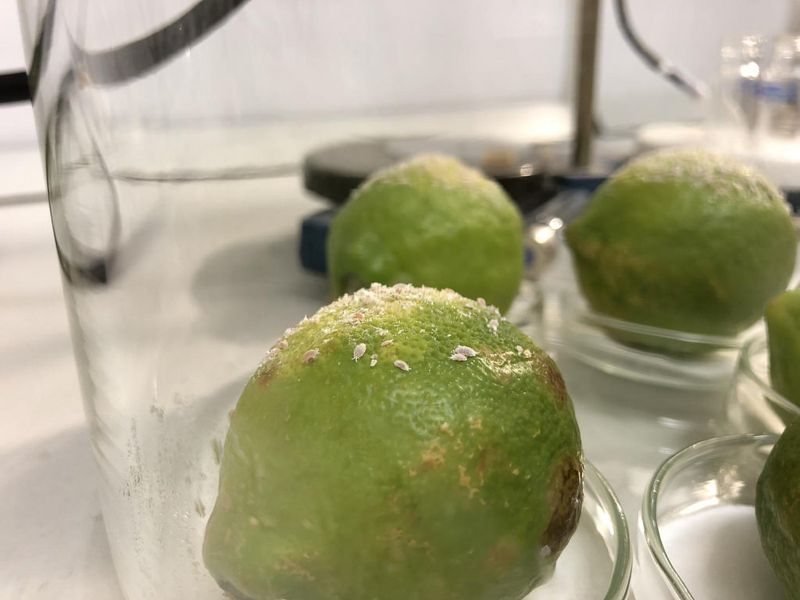 散發費洛蒙取代農藥 科學家基改出「性感植物」專抗蟲害