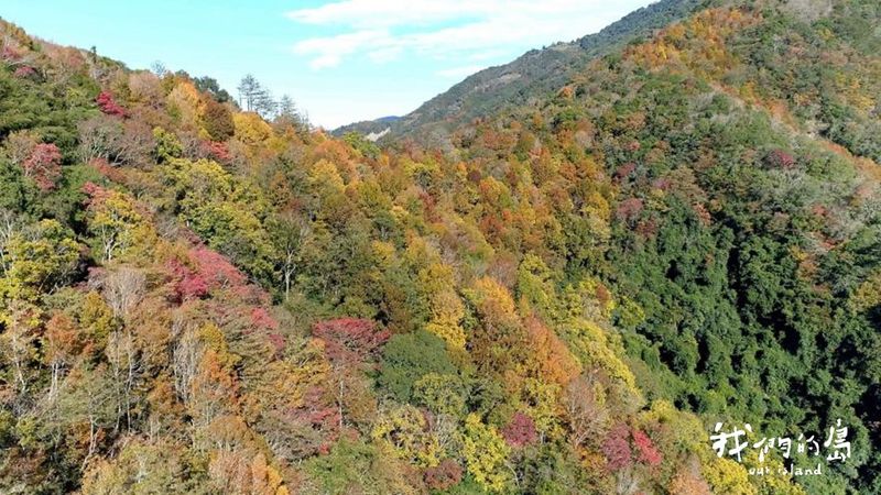 瘋紅之際，山徑告急