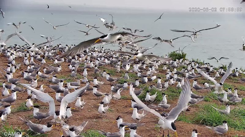 保持100公尺「社交距離」 鳳頭燕鷗落腳馬祖鐵尖 繁殖季期間勿登島