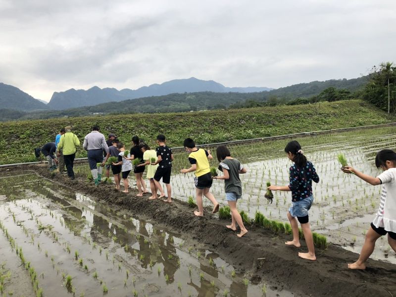 把水省下來給鱉溪 永豐居民與九河局啟動實驗田 組「省水稻工班」盼留河川生態