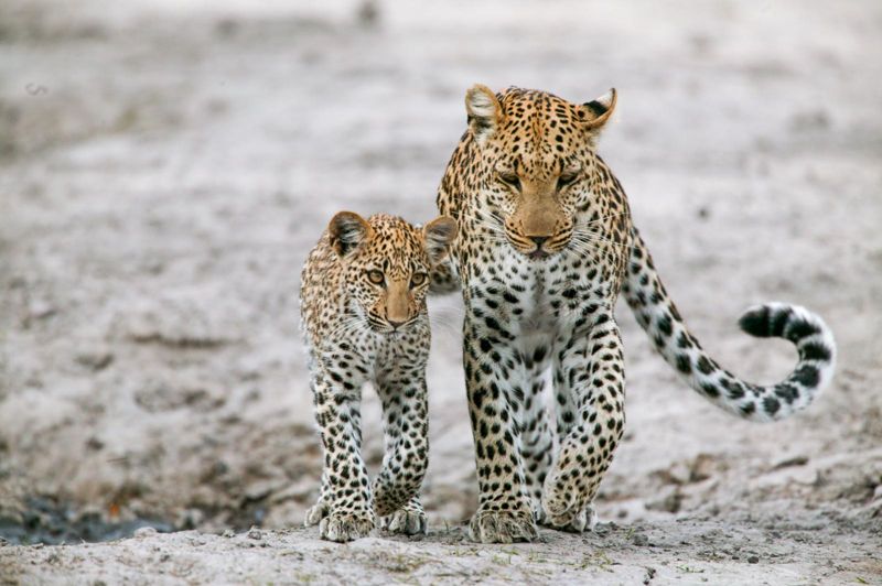 就在你身邊：花豹之眼Eyes of Leopard