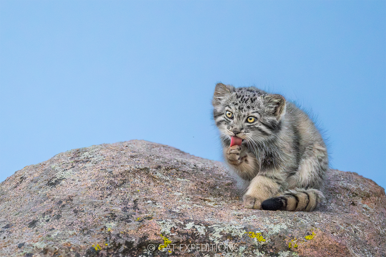 兔猻體型和重量都與家貓差不多。圖片來源:Sebastian Kennerknecht/Cat Expeditions