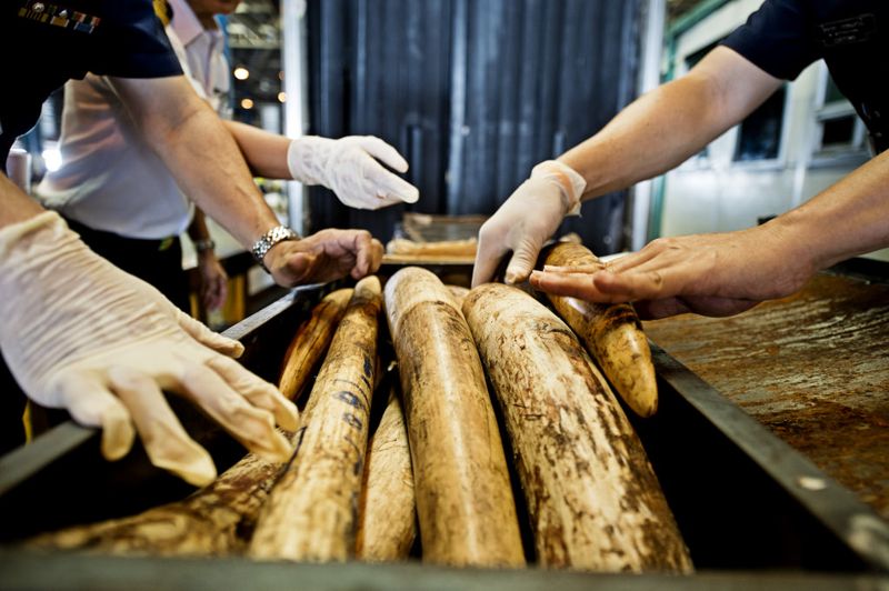 管理漏洞堵不住「血象牙」 環團籲禁絕境內買賣