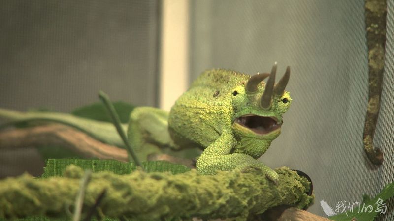 當動物變成寵物（上）