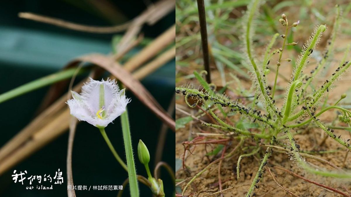 濕地植物生存記：新竹蓮花寺濕地、桃園航空城的復育行動