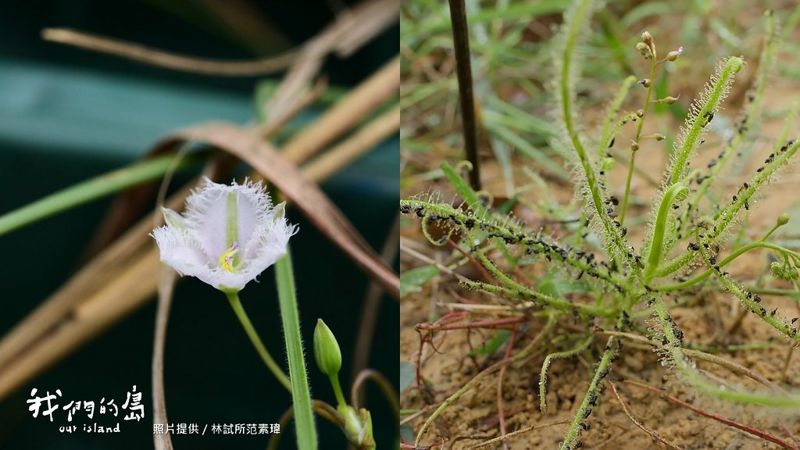濕地植物生存記：新竹蓮花寺濕地、桃園航空城的復育行動