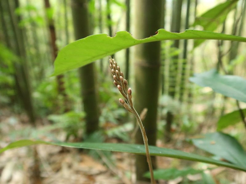 原來這也是蘭花？野地求生的小唇蘭
