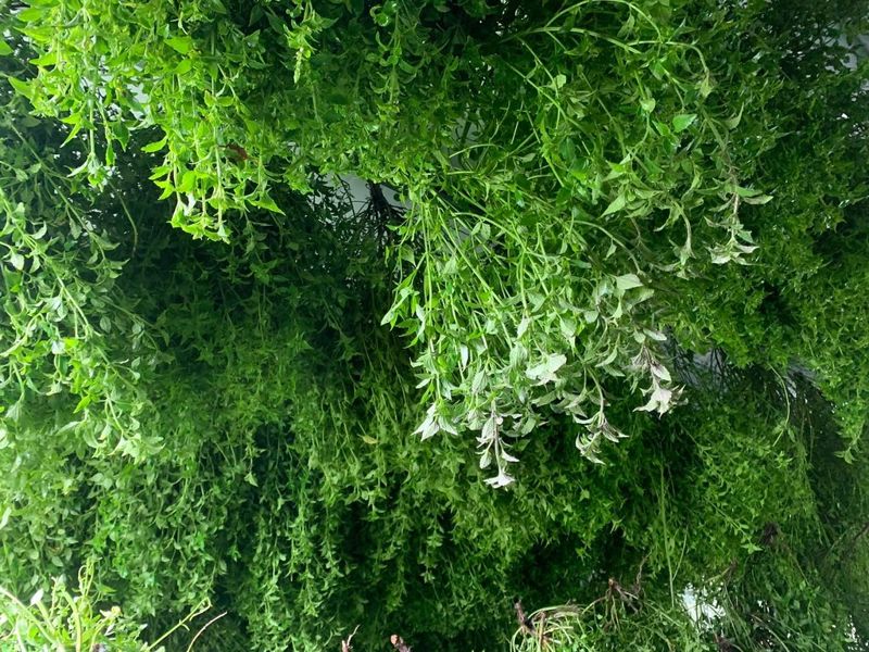 犬香薷節飄「台灣香」 原生植物連結香氛產業、凝聚愛護土地力量