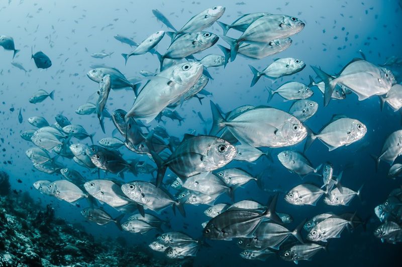 是誰殺死海洋生物？ 研究指化學與塑膠污染物影響重大 卻未受應有監管