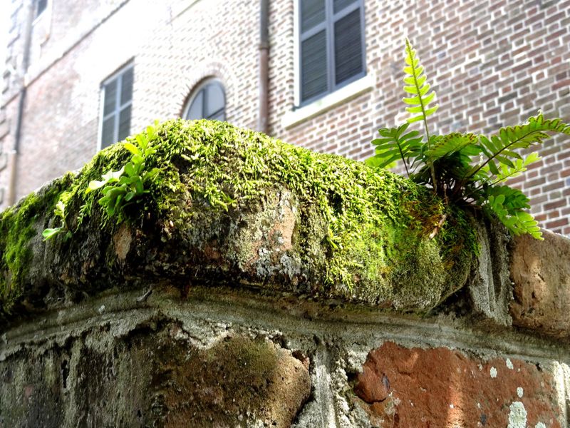 低成本的生物指標 用苔蘚監測都市大氣污染