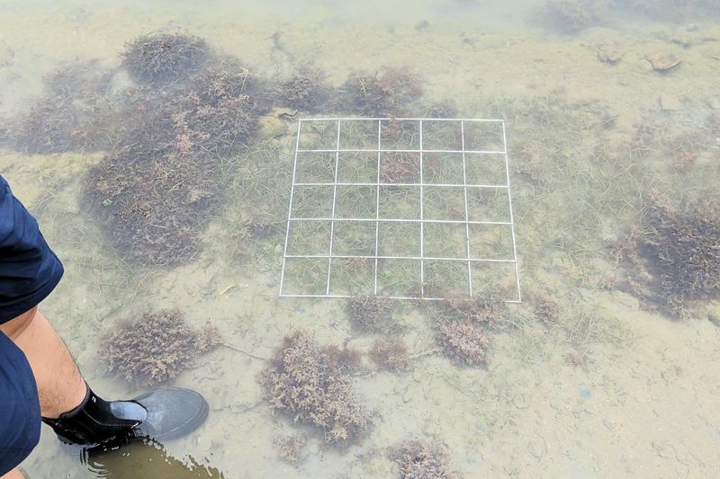 守護海草床 走入鹽田當個公民科學家