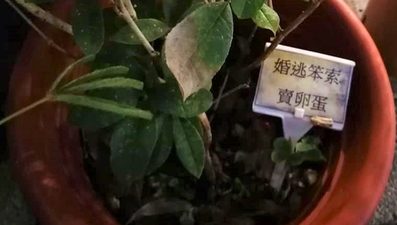 研究證實:菸蒂進入土壤有礙植物生長