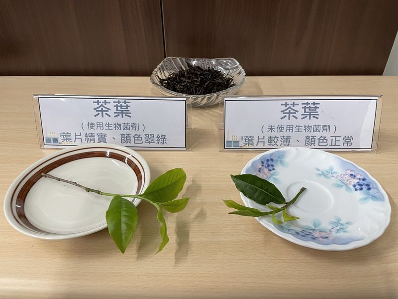 水蜜桃、茶葉化肥再減量 環署擬擴大推廣「生物防治技術」