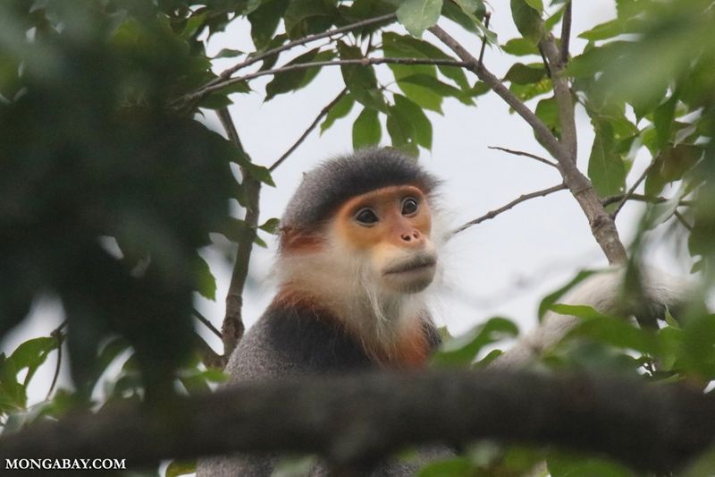 解析越南野生物保育法 因疫情再加嚴 卻有執法灰色地帶