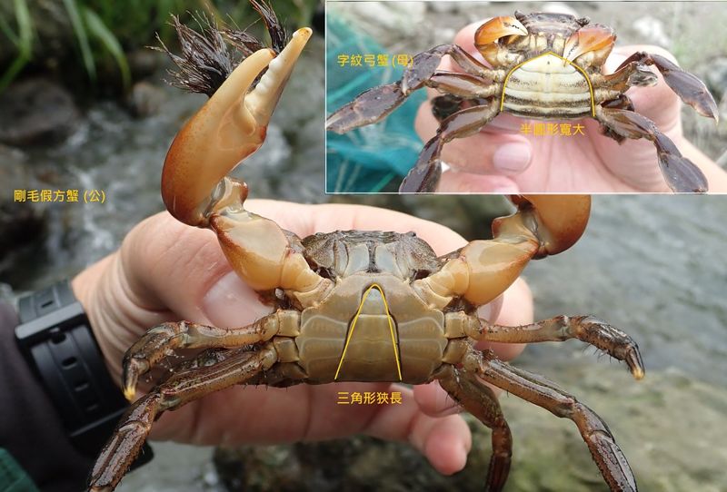 消失中的時代記憶 認識那些「回不去」的臨海溪流洄游性生物