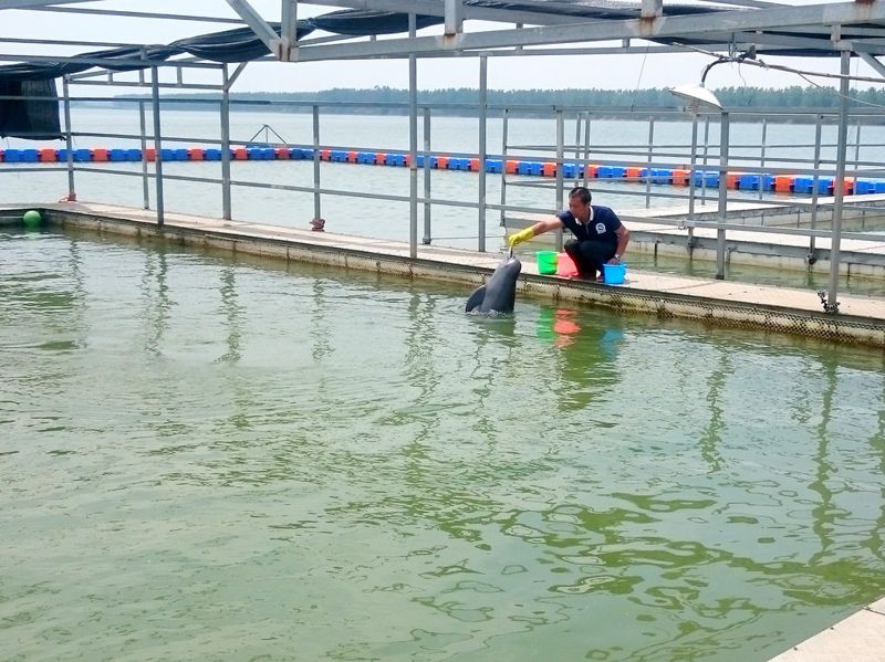 長江轉彎留故道 湖北天鵝洲成保種避居地
