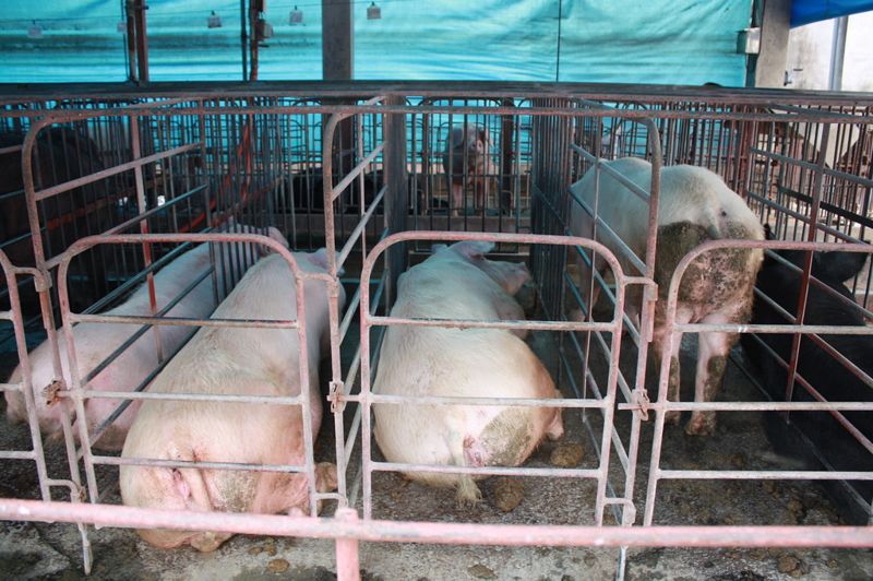 首份對經濟動物利用態度調查 近九成民眾不捨母豬遭狹欄圈養