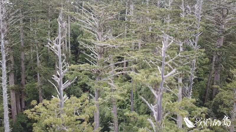 枉死之森 為取「香杉菇」伐倒大樹