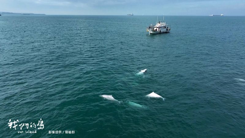 被填海的日子:台中港與台灣白海豚