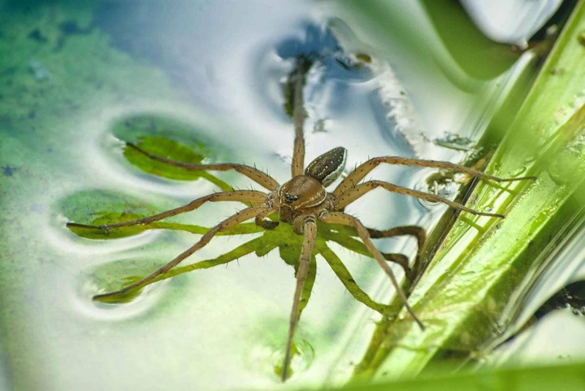 英國「巨無霸蜘蛛」復育成功! 重返濕地保護區,創數量新高