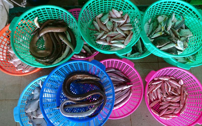 「魚客松」下月北高登場 挑戰用科技解決海洋難題