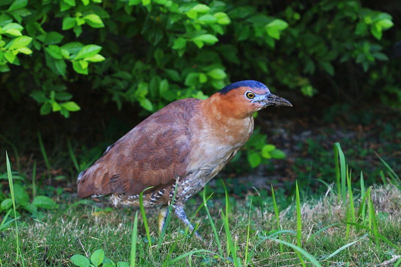 你家附近是否有大笨鳥？ 高雄鳥會「觀鳥日」發起黑冠麻鷺同步普查
