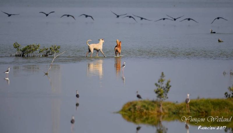 茄萣濕地浪犬為患？ 七日兩起襲人案件