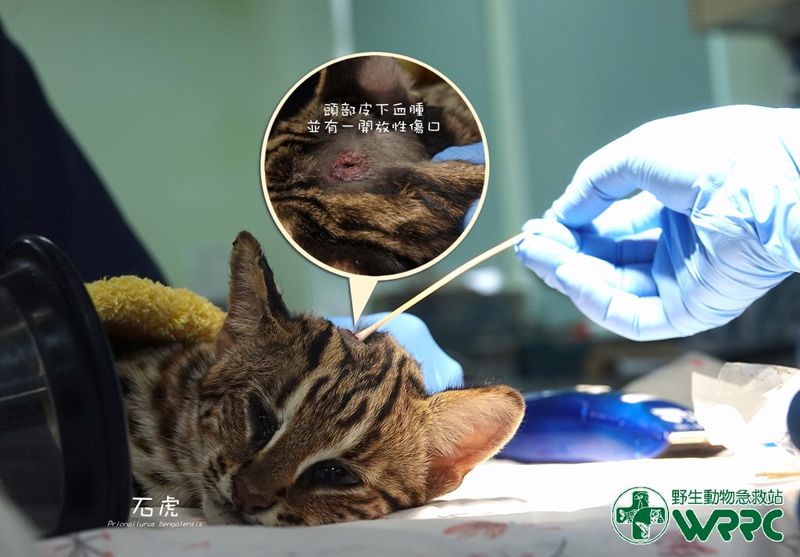 野生動物救傷案未因疫情減少 車禍依舊占大宗
