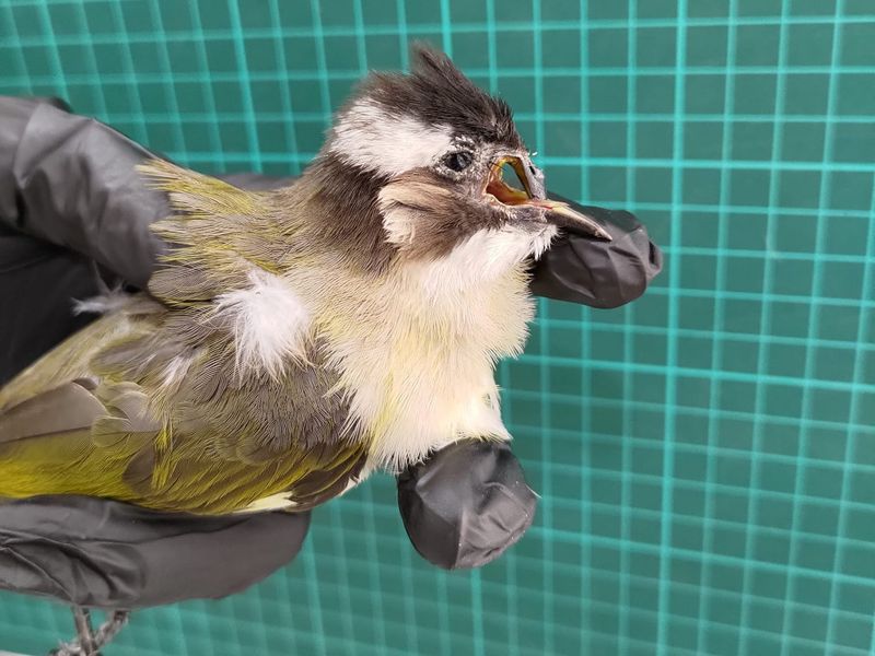 隱形鳥類殺手 「野鳥撞玻璃回報」社團揭不容忽視的窗殺問題