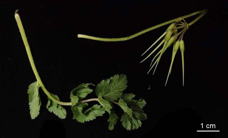 植物的智慧——牻牛兒苗種子的鑽土遁地之術