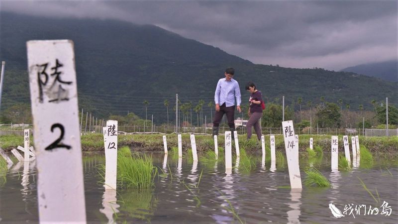 古稻 回家 傳承部落耆老記憶中最好吃的米cilipeday