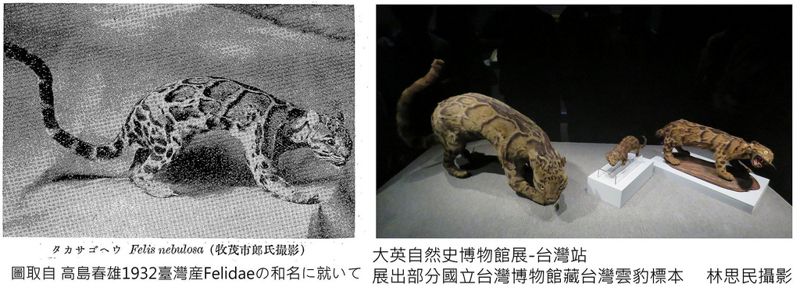 姜博仁／雲豹在台灣的前世今生