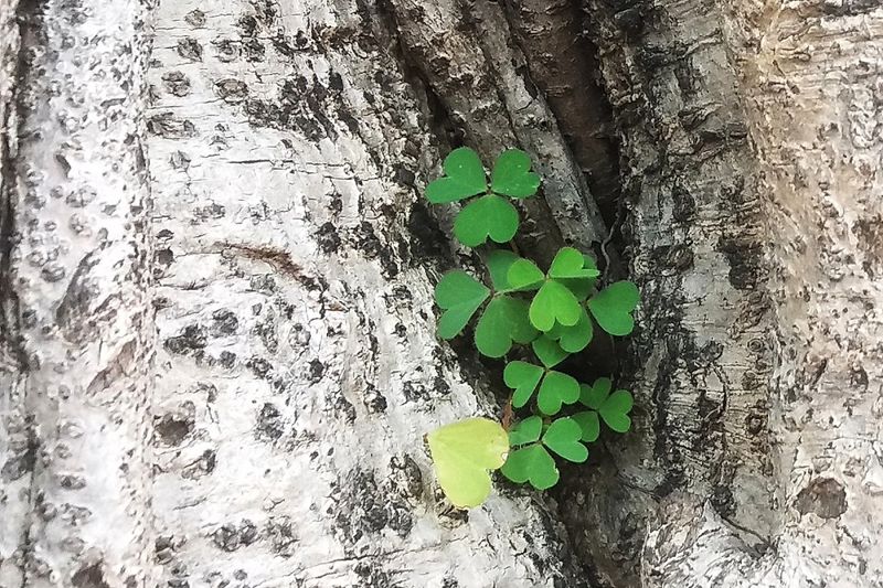 酢漿草