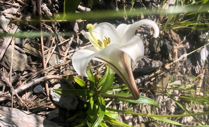學者揭露高山復育台灣百合誤植平地種 合歡山遭至少30外來種入侵