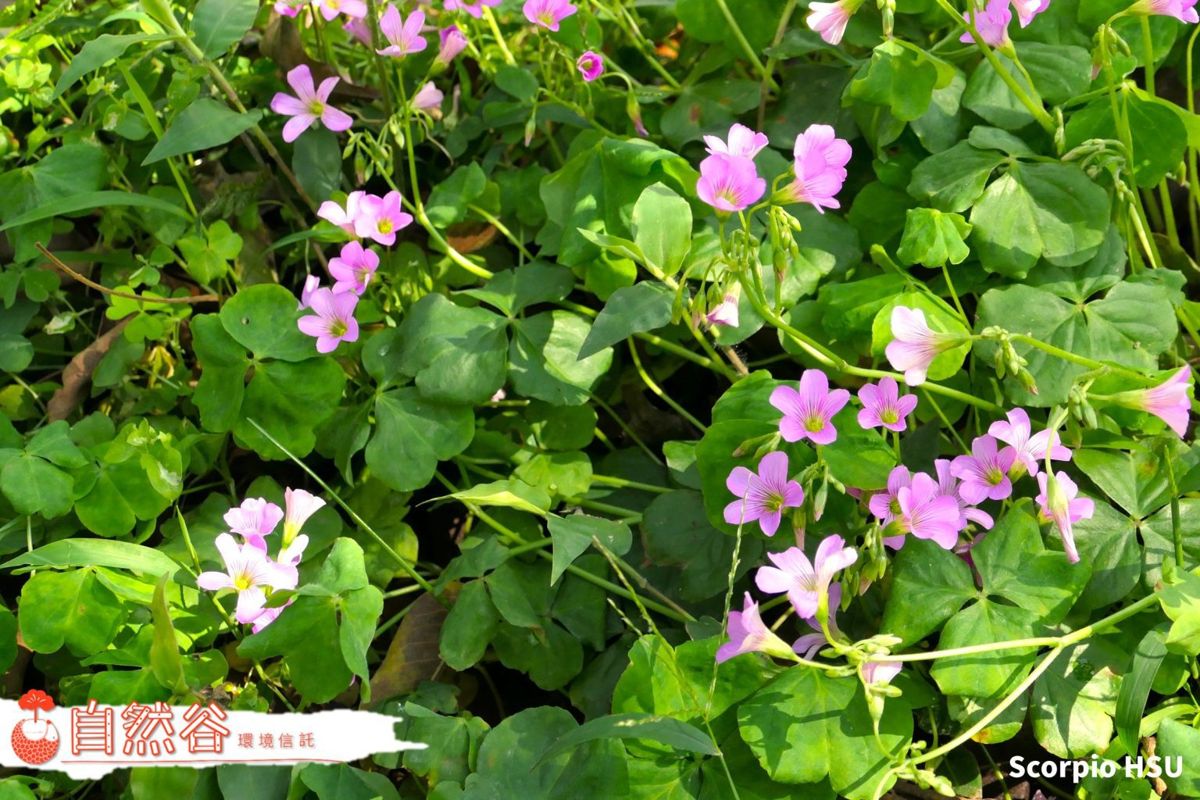 【自然谷之星】找出四葉幸運草吧——紫花酢漿草