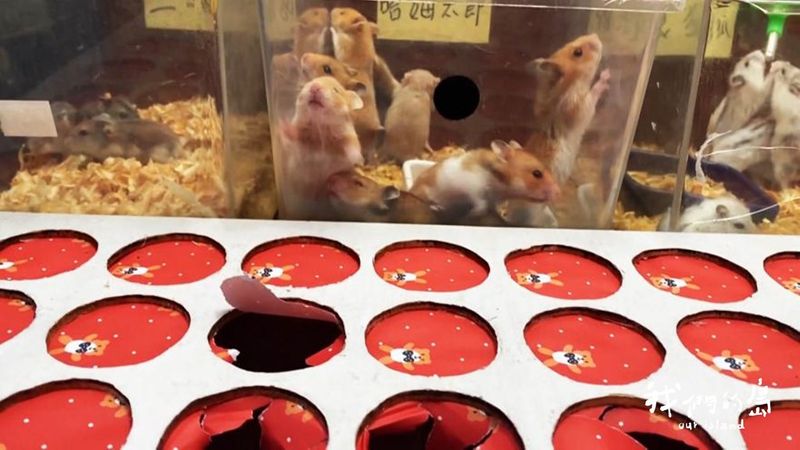 該消失的童年回憶 夜市贈品動物怎麼了？