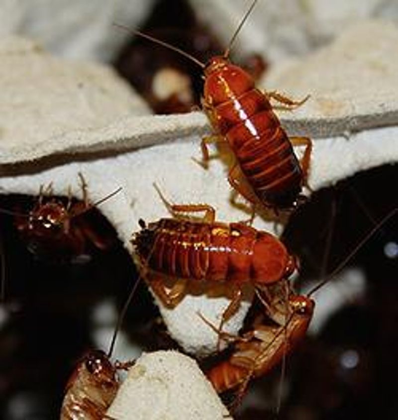 外來種蟑螂入侵！ 駐外美軍、爬蟲飼主都是源頭