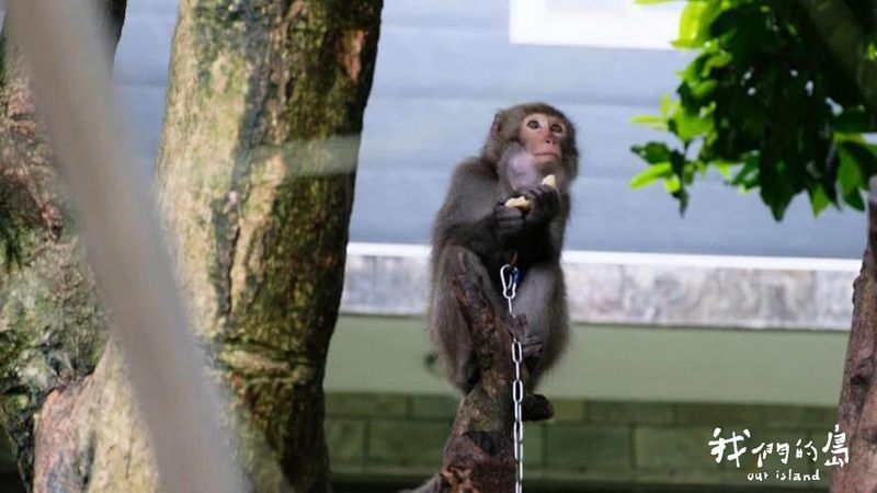 台灣獼猴可以養嗎？ 保育降級後的私養亂象
