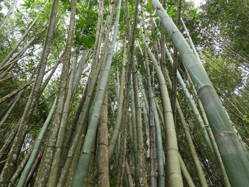 竹中霸王 比腿還粗的荖濃巨竹