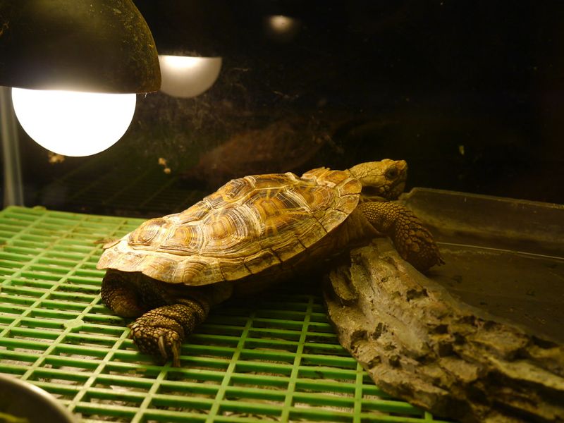 幻多奇另類博物館內灣店 業者遭檢舉不當飼養致「龜殼變形」