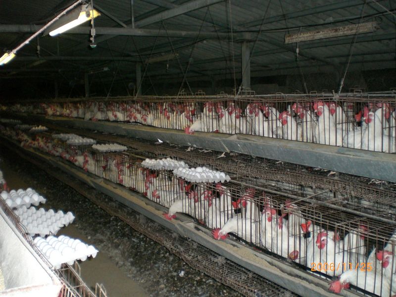 肉食代價 工業養殖背後的《便便危機》