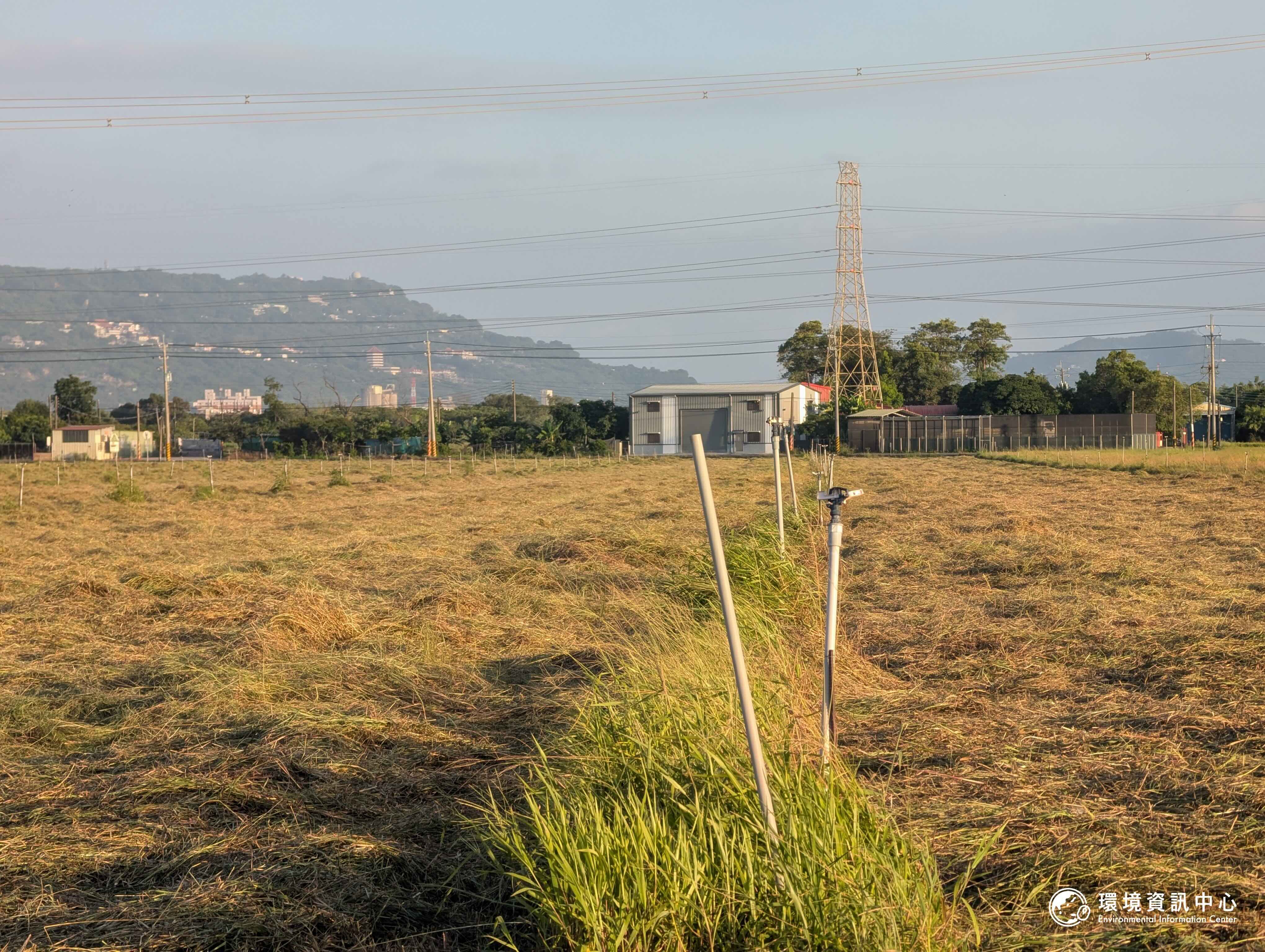 5月中旬，沙崙農場的牧草地剛割完草，成堆牧草曝曬在夕陽下，田野一片金黃。攝影：陳昭宏