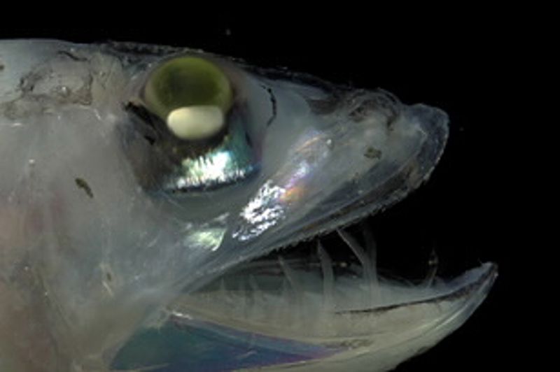 深海生物的視覺適應（下）