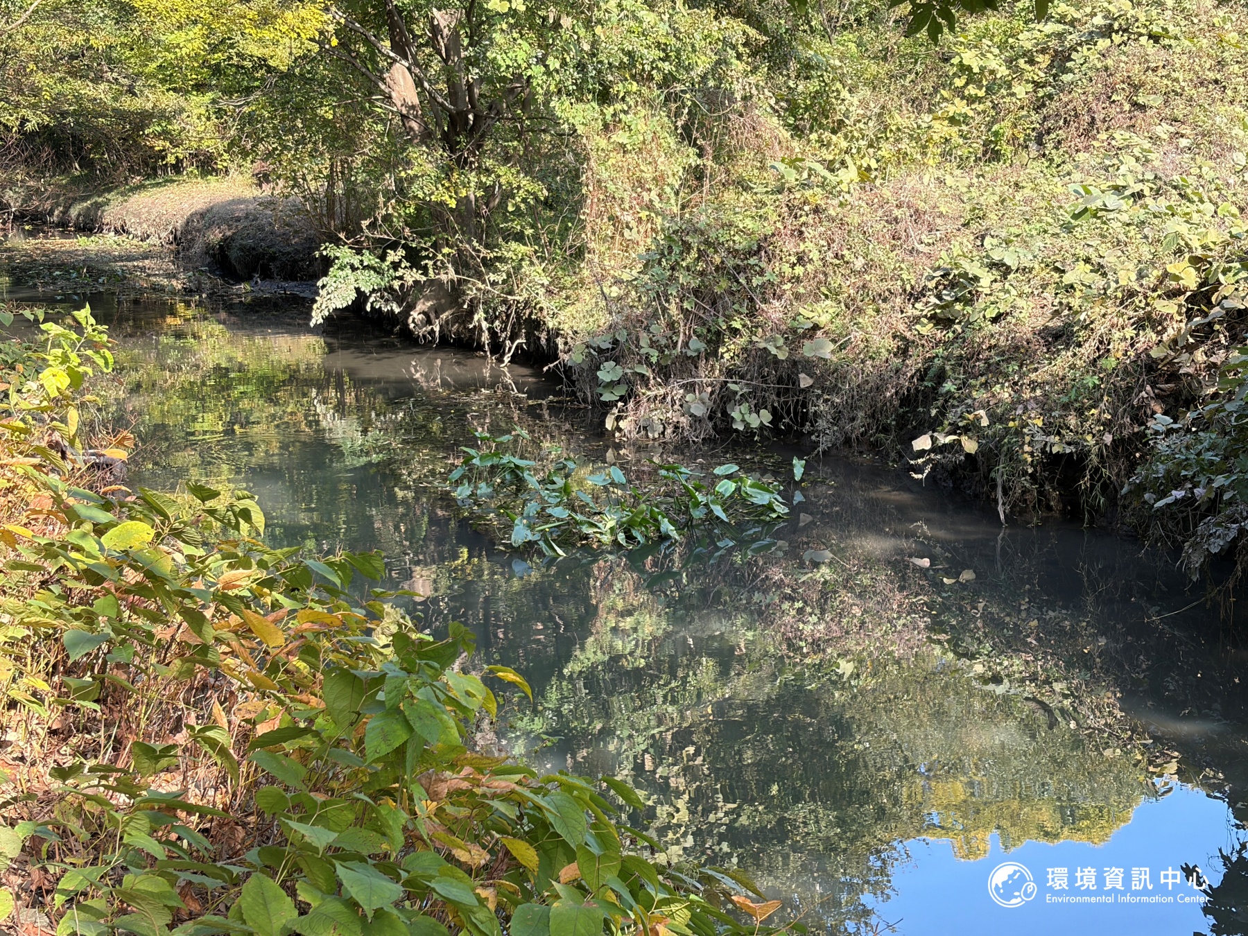 櫻草信託地的旁的水域、濕地也一併被守護下來。攝影：陳立炘