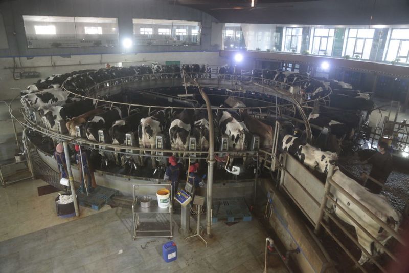 中國農業的隱形氣候炸彈：甲烷排放