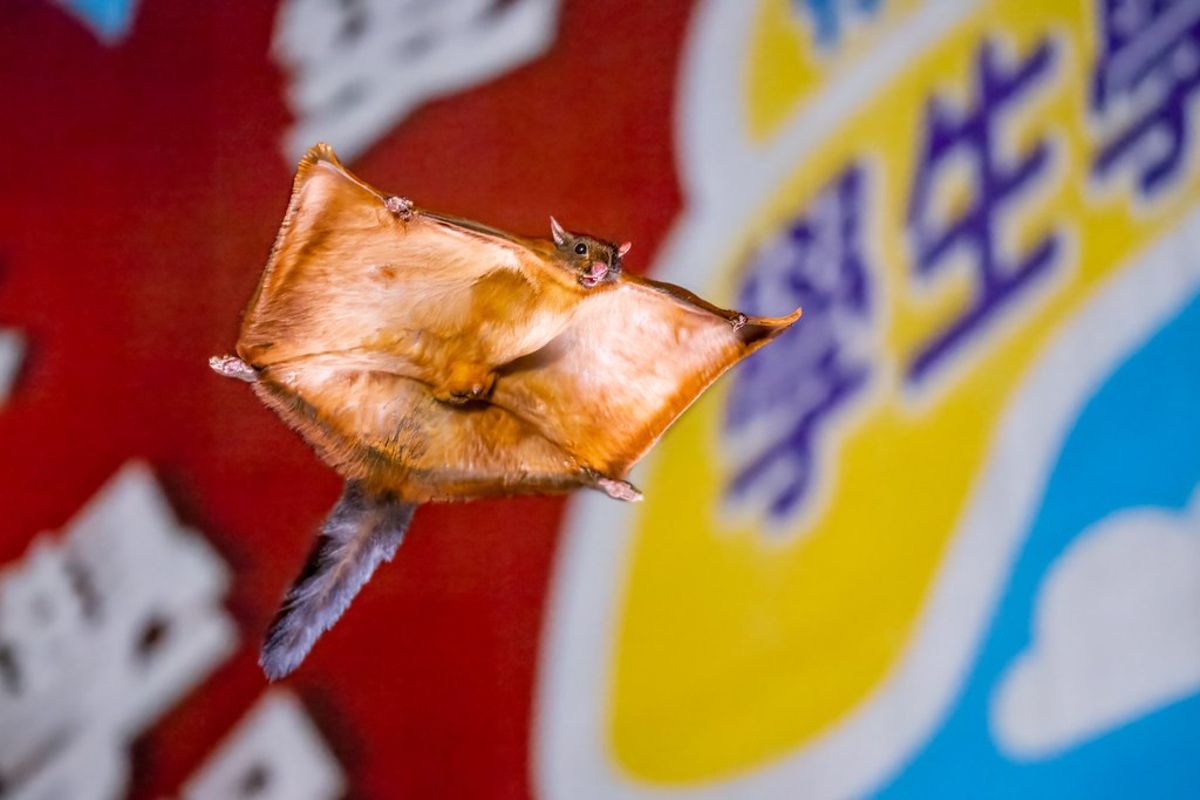 大赤鼯鼠飛越瞬間、台灣野蜂與東方蜂鷹生存攻防——BBC Earth新作《亞洲》11/17首播