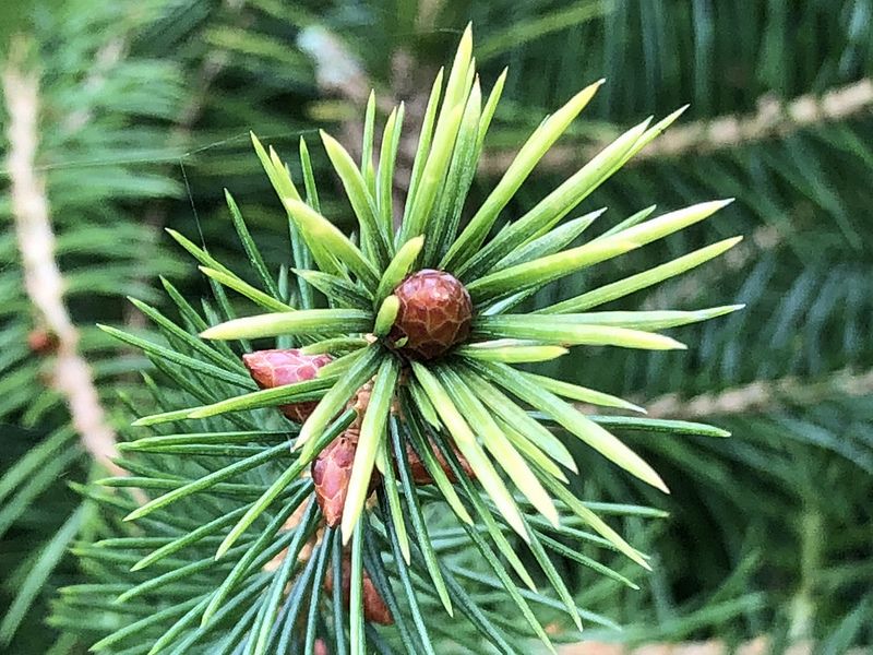 高山菜地種回台灣雲杉 育苗技術突破 好菌好土是關鍵