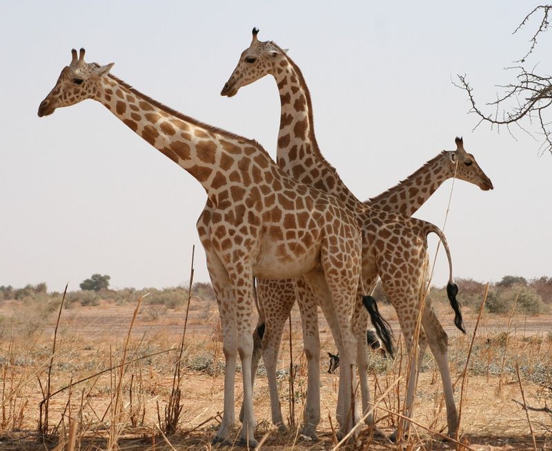 Vulnerable Species:The Giraffe